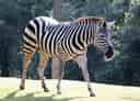動物図鑑・グラントシマウマの写真 26